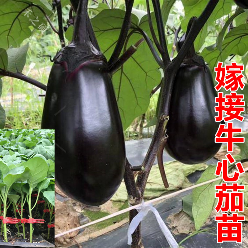 嫁接茄子苗 牛心茄苗 线茄苗 绿罐茄苗 圆茄苗 长茄苗 绿冠茄