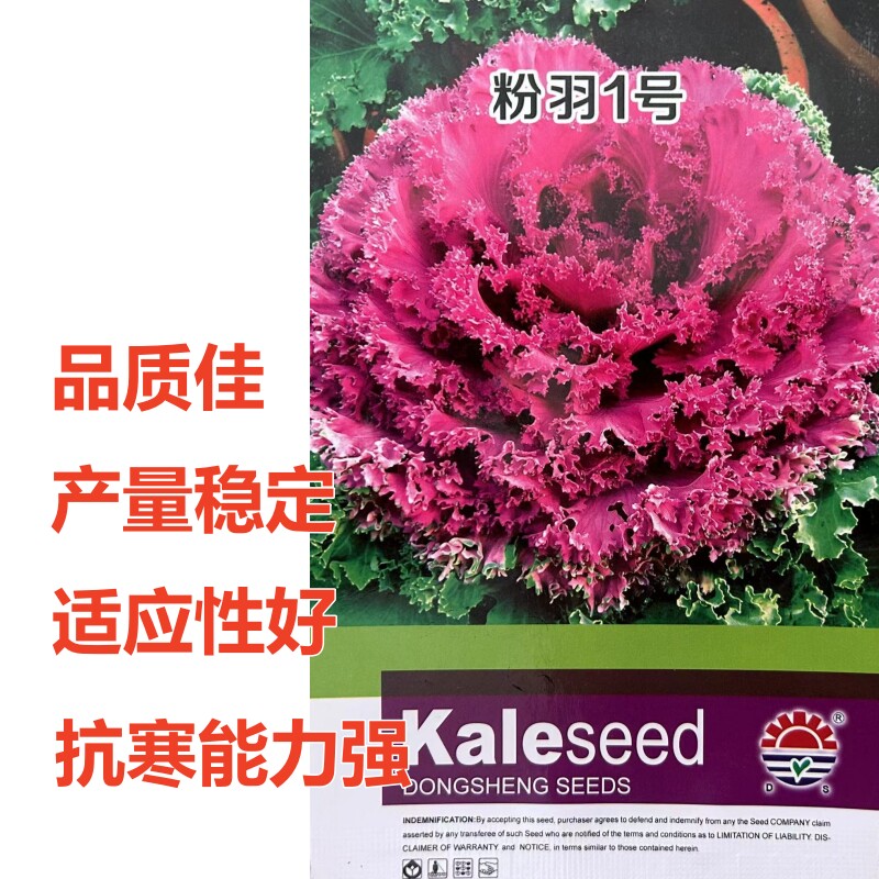 粉羽1号甘蓝种子品质佳适应性广