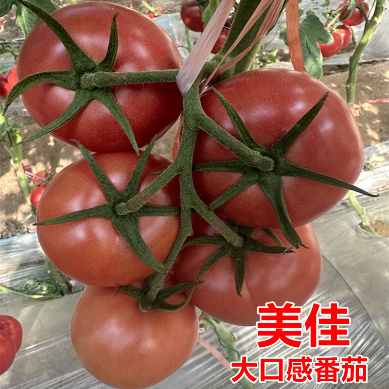 大果口感番茄种子耐裂