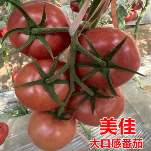 大果口感番茄种子产量高抗病耐裂