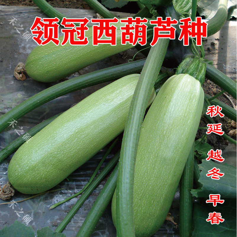 领冠西葫芦种子 角瓜种籽 抗病毒油绿高产耐寒抗病包邮