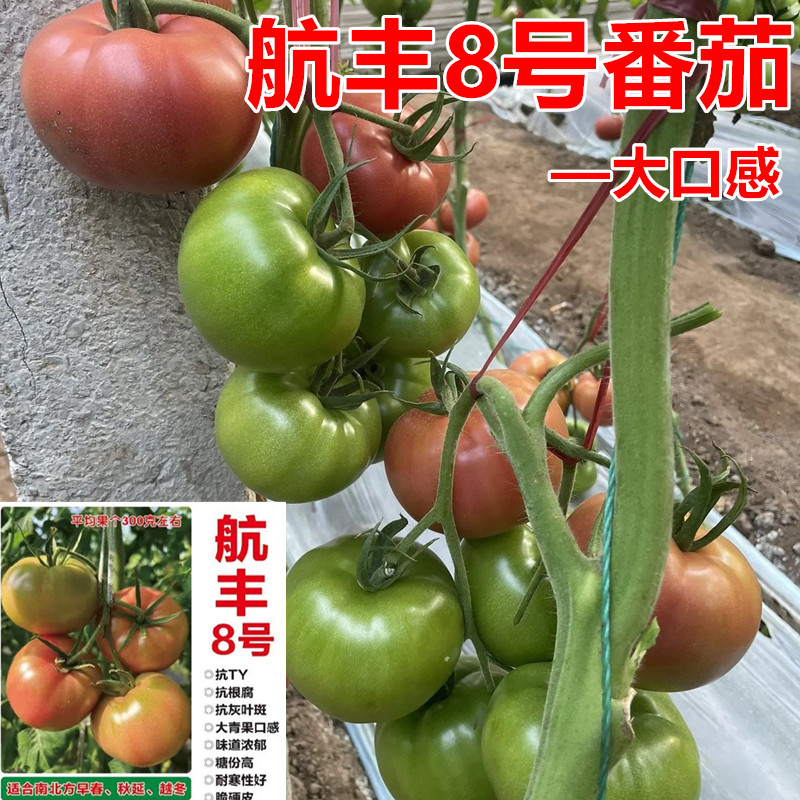 航丰8号大口感番茄种抗病