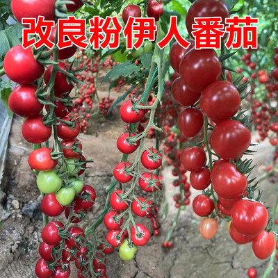 贝贝番茄种子口感好糖度高