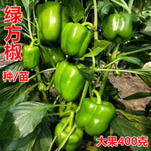 绿方椒彩椒菜椒甜椒种子早熟杂交绿灯笼椒厚皮大果肉质脆甜 包邮
