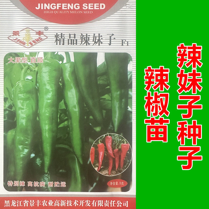 辣妹子极辣早熟干鲜两用辣椒苗