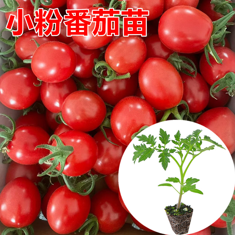 大粉番茄苗 大口感番茄苗 普罗旺斯番茄苗 小粉番茄苗 草莓番茄苗