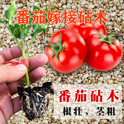 砧木种子 番茄砧木种籽 抗青枯 根腐病 枯萎黄萎病抗死棵 包邮