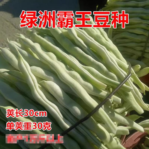 绿洲霸王豆芸豆种子优质高产