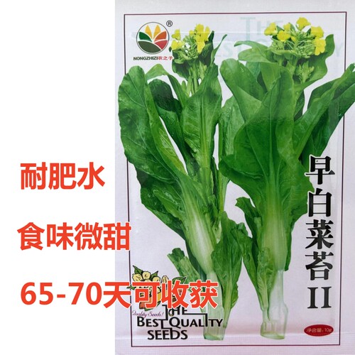 早白菜苔种子耐肥水食味微甜
