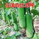 蔬菜种籽 短丝瓜四季 佳洋肉丝瓜种子 线丝瓜种籽香丝瓜籽