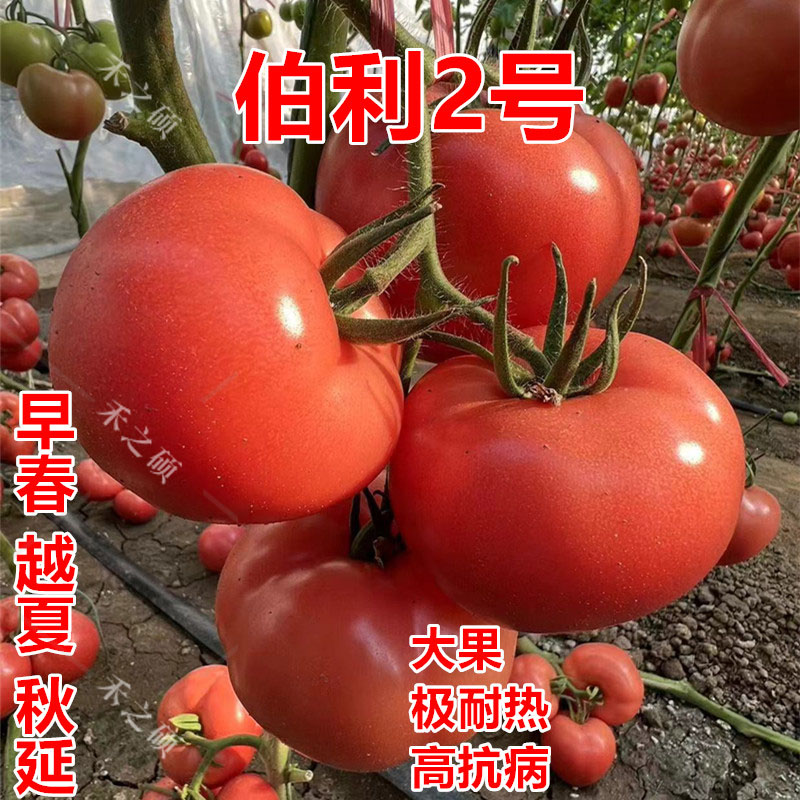 番茄种子 苗子 粉红大果硬度好 高产抗病西红柿蔬菜种籽伯利2号