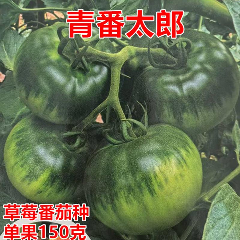 青番太郎草莓番茄种籽甜度高