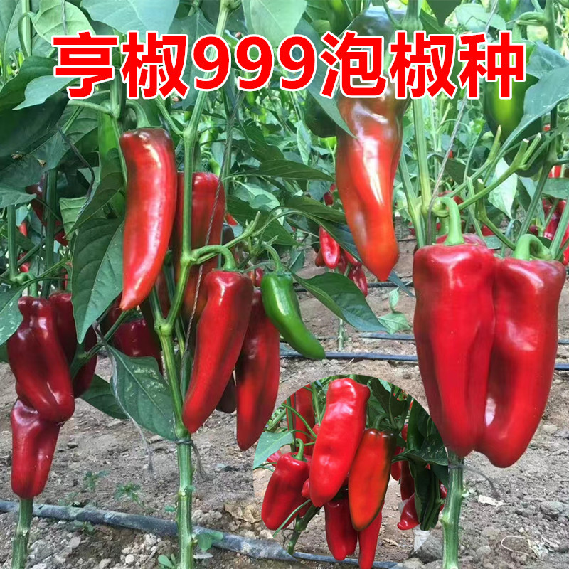 亨椒999泡椒种子辣椒苗