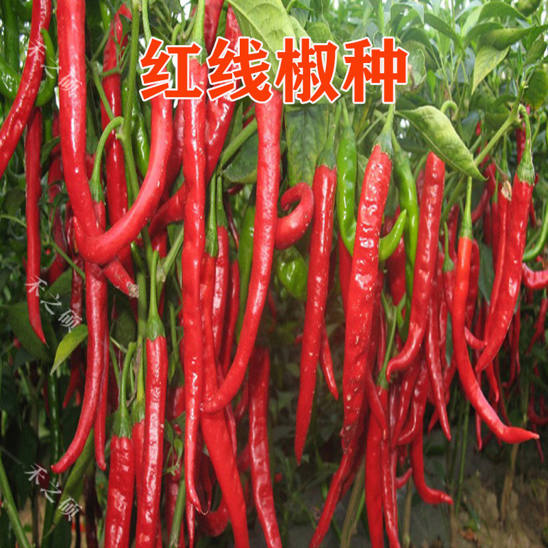 新鲜红线椒美人椒 辣椒种子青红干椒二金条种籽二荆条 红金条种子