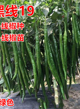 黑线19线椒种子辣椒苗深绿色蔬菜种孑顺直皮薄四季高产线椒种