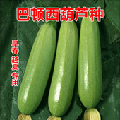 巴顿西葫芦种子耐热角瓜种籽早春越夏油绿抗病毒抗白粉产量高 包邮