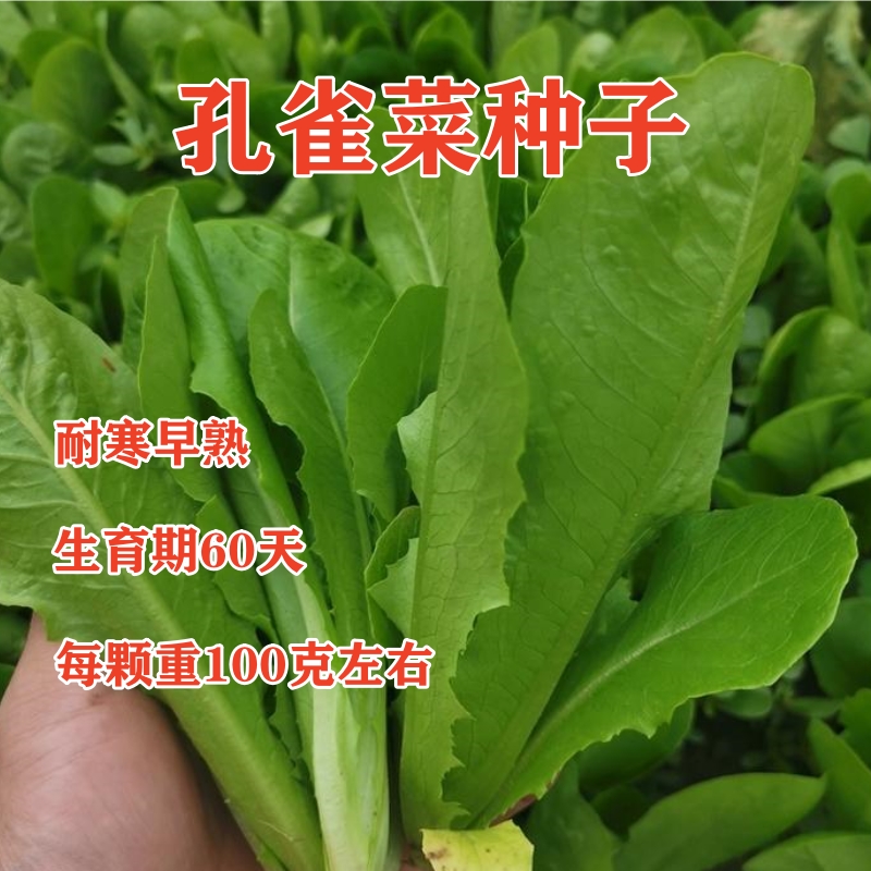 孔雀菜种子早熟品质好