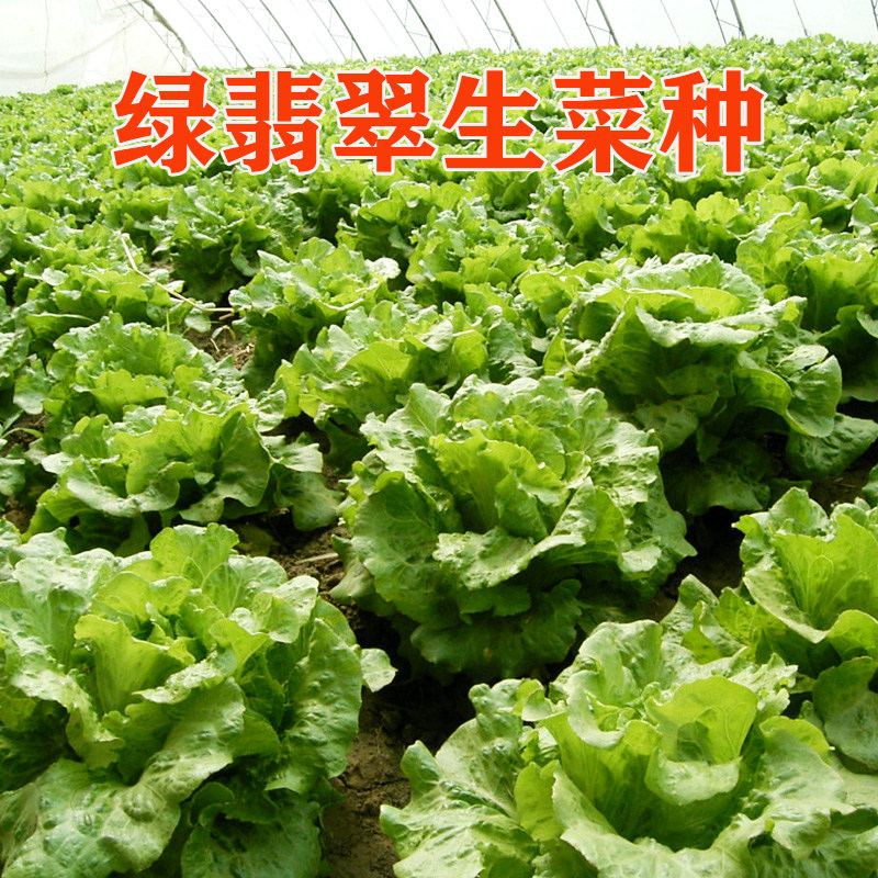 绿翡翠生菜结球生菜种子 早熟优质高产 耐寒耐热抗病早熟优质高产