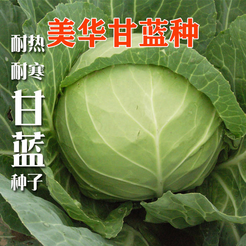 美华甘蓝种子绿甘蓝菜种籽 包心菜 卷心菜种苗大头菜 蔬菜种 包邮