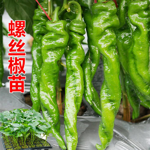 螺丝椒苗尖椒杭椒线椒薄皮椒