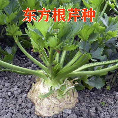 东方根芹种子阳台种植家庭高端蔬菜秋冬季吃根部口感清香蔬菜种籽