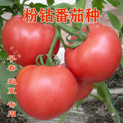 高产不裂果番茄种子番茄苗