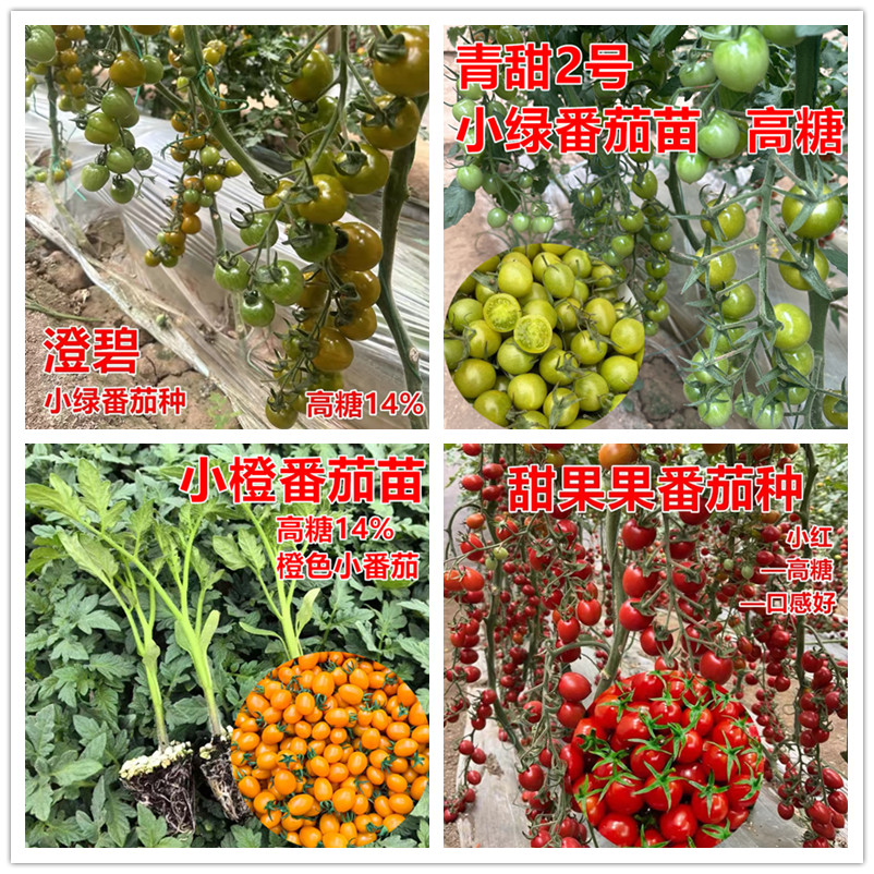 小番茄种子14%糖采摘园用
