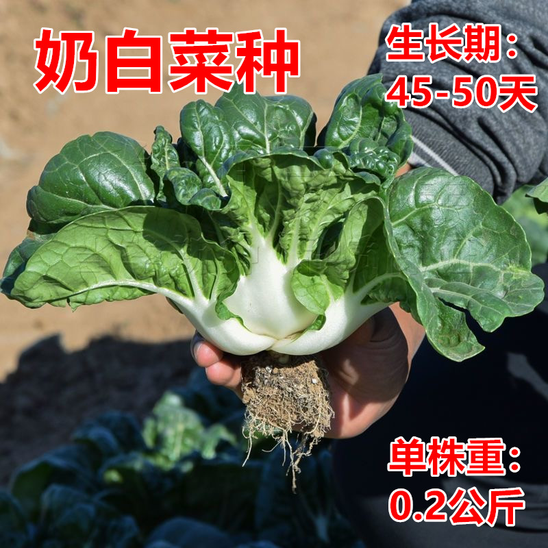 四季早熟易种奶油小白菜种子