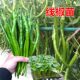 线椒苗螺丝椒苗辣椒苗子尖椒苗薄皮椒苗杭椒苗