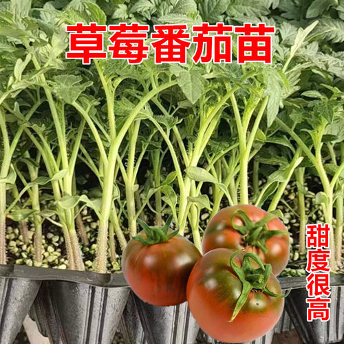 草莓番茄苗甜度高口感好抗病好