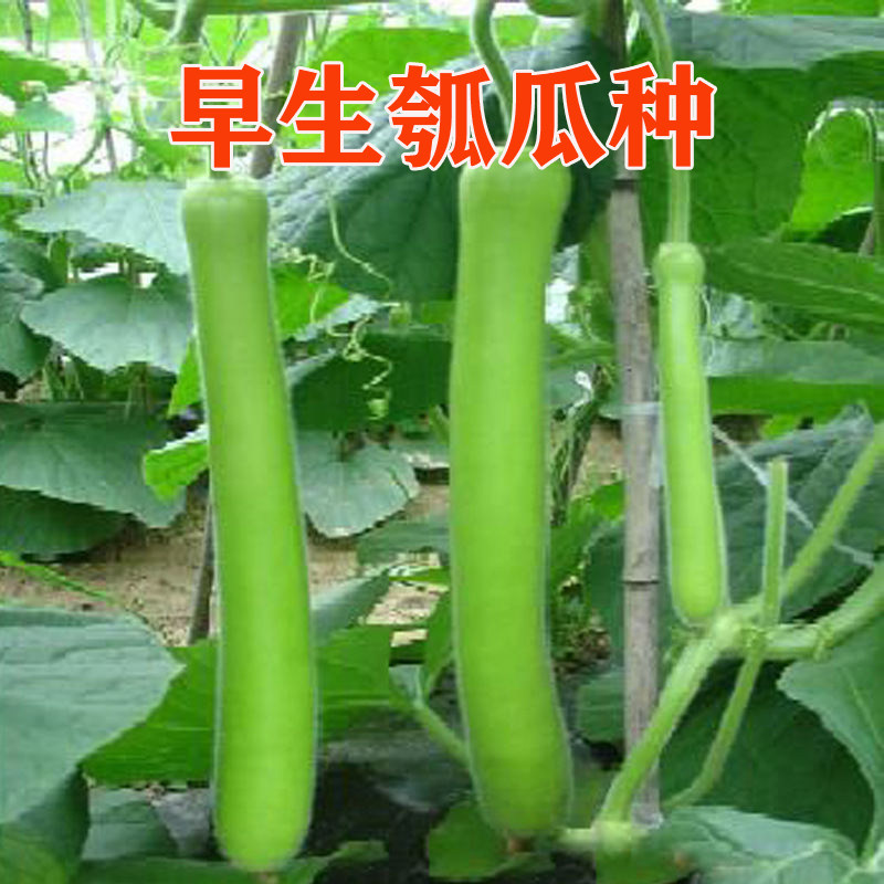耐寒瓠子抗病四季种植早生蒲瓜