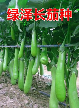 绿色长茄种子 青茄种籽 茄子种子 耐寒耐热 高产 绿泽