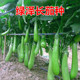 高产 绿色长茄种子 耐寒耐热 茄子种子 绿泽 青茄种籽