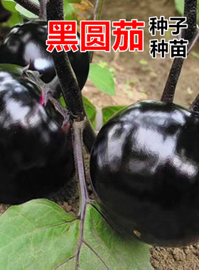 黑圆王茄子种子紫黑色圆茄表皮黑亮肉厚高产大果坐果率强蔬菜种籽