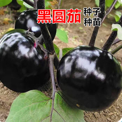 茄子圆茄种子高产高抗病