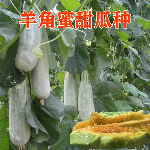 羊角蜜种子口感甜瓜种子