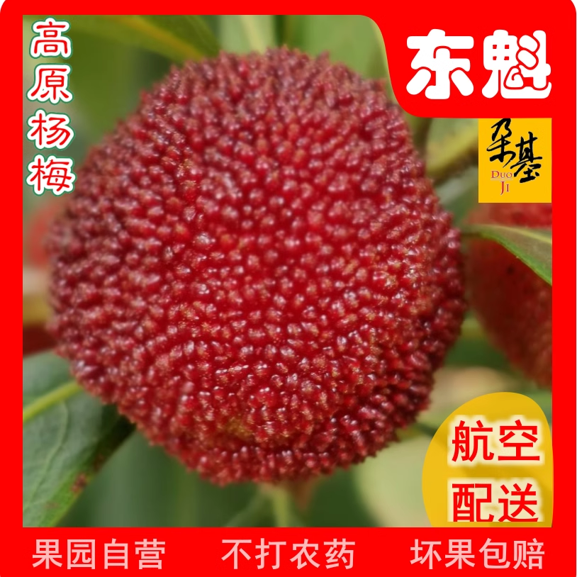 2026东魁朵基®云南现摘现卖全熟高原杨梅新鲜优果精选托盘礼盒装