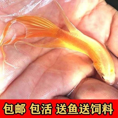 中国斗鱼淡水国斗观赏鱼冷水鱼