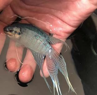 中国斗鱼蓝叉 淡水观赏鱼 懒人鱼 好养 无需打氧包邮包活