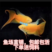 包邮 无需打氧 包活 白化菩萨鱼 中国斗鱼招财黄金活体热带观赏鱼