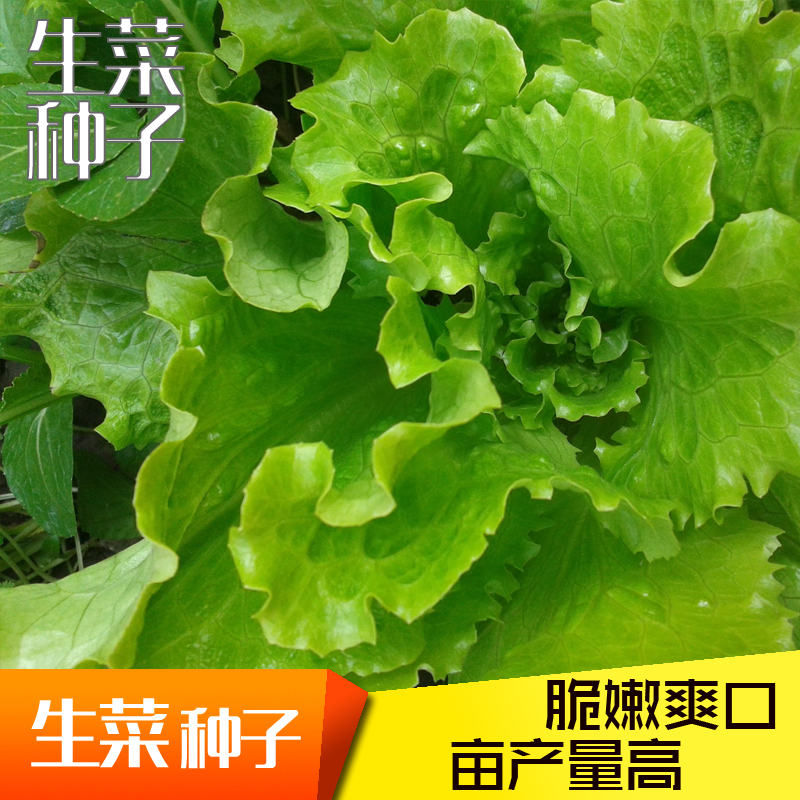 意大利生菜种子大全水培四季农家阳台盆栽结球生菜蔬菜籽种孑