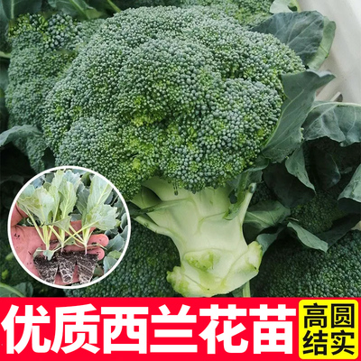 寿光种子四季松花菜秧苗西兰花苗
