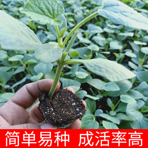 四季水果羊角脆盆栽甜瓜种子