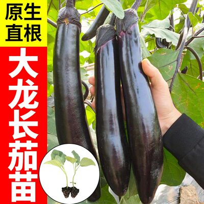果果种苗长茄子茄苗种子