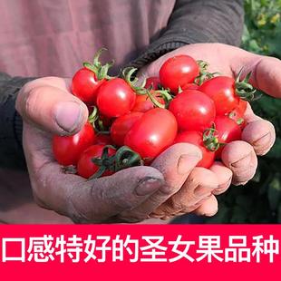 釜山88高甜玲珑圣女果种苗四季高产千禧番茄西红柿春秋盆栽阳台
