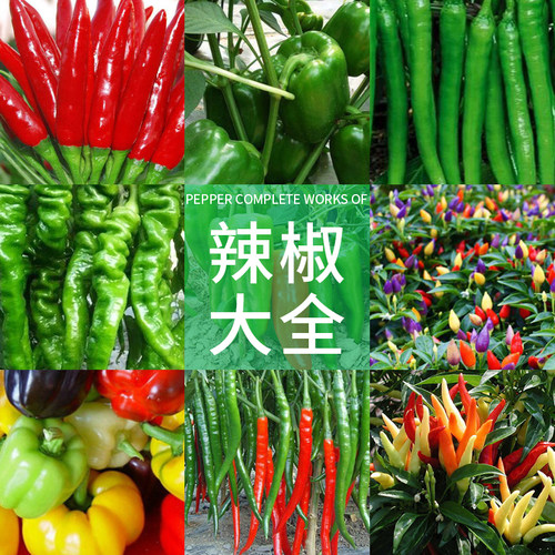 四季种植朝天阳台盆栽辣椒