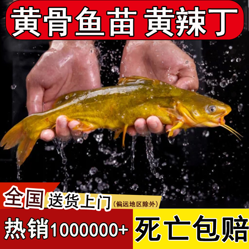黄骨鱼苗黄辣丁鱼苗淡水养殖食用黄丫头黄鸭叫昂刺黄颡饲料鱼批发