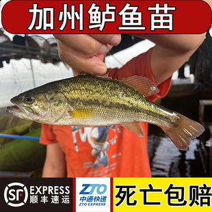 鲈鱼苗加州鲈鱼苗淡水养殖食用大口黑鲈鱼苗路亚放流活鱼饲料批发