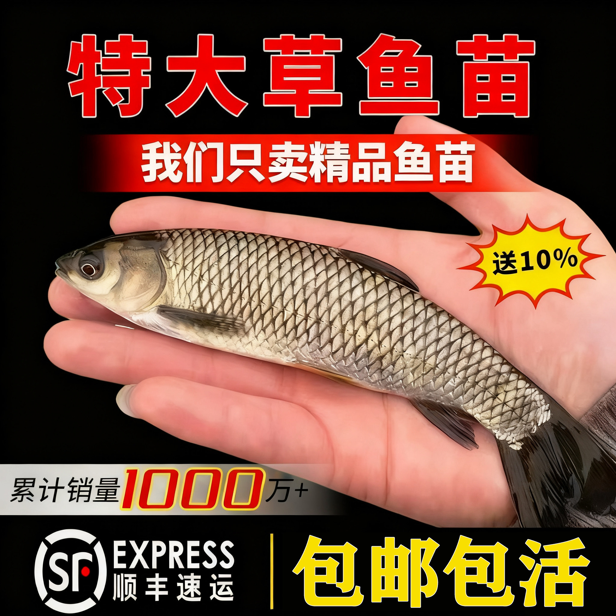 草鱼苗活鱼苗皖鱼苗优质大草鱼草鱼活鱼苗半斤重鱼苗淡水鱼苗批发