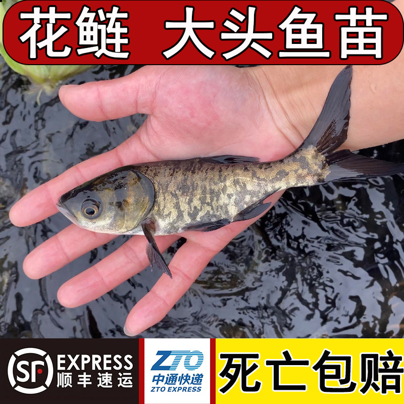 大头鱼苗花鲢鱼苗淡水养殖批活体饲料鲢鳙鱼苗胖头鱼雄鱼黑鲢白鲢